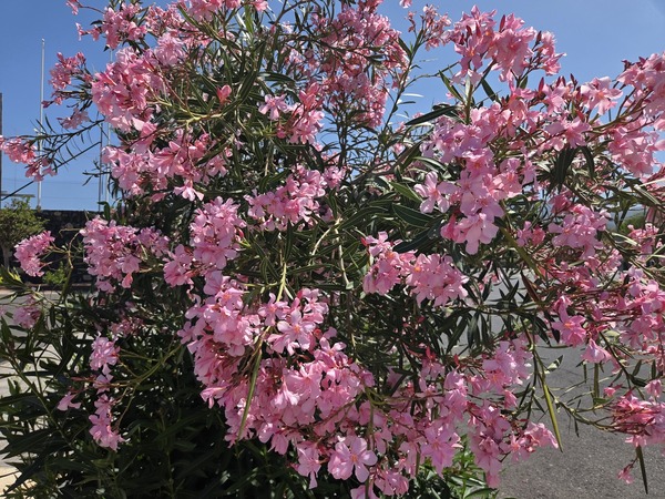 Oleander – Rosa Blüten (Nerium oleander)