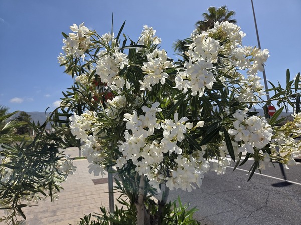 Oleander – Weiße Blüten (Nerium oleander)