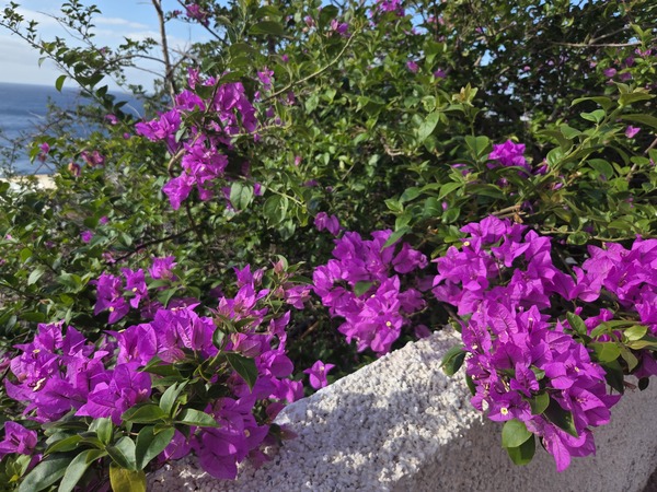 Bougainvillea – Farbenpracht an Wänden (Bougainvillea glabra)