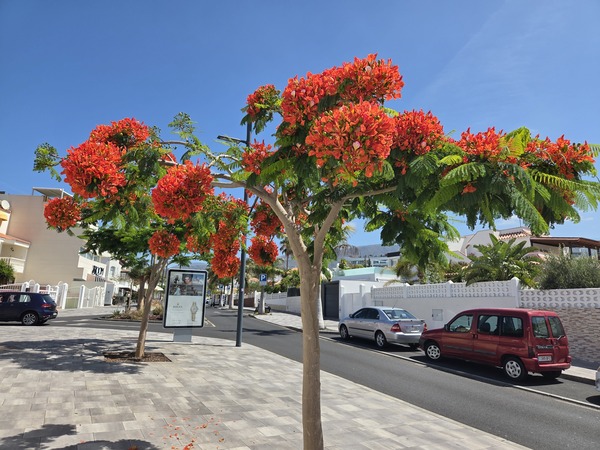 Flammenbaum – Delonix regia