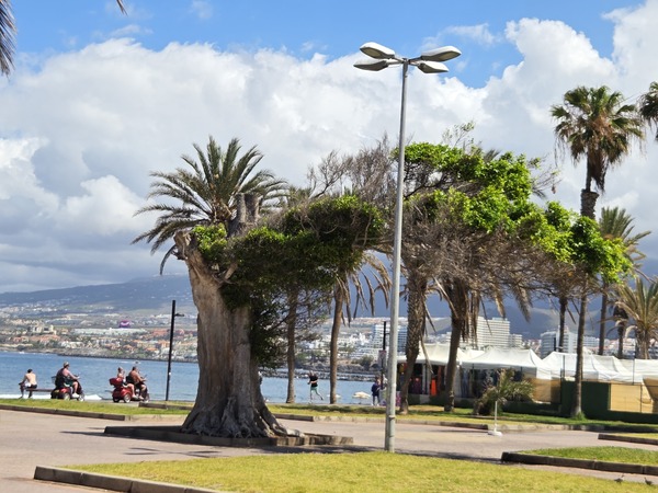 halbtote Baum von Playa de las Américas
