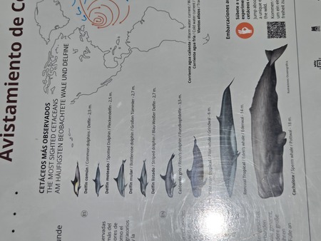 Wal- und Delfinbeobachtung