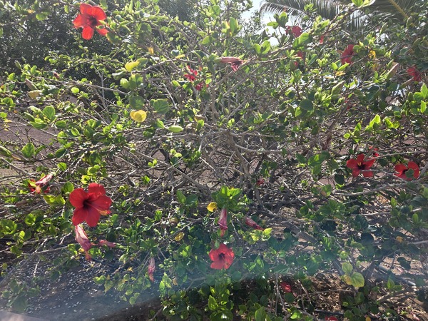 Chinesischer Roseneibisch – Hibiscus (Hibiscus rosa-sinensis)