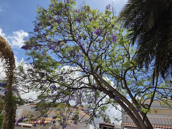 Jacaranda – Violetter Blütenbaum (Jacaranda mimosifolia)