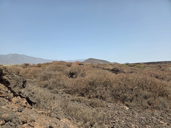 Braungrüne Strauchpolster und dunkle Lavafelder vor flachen Hügeln im Malpaís de Güímar – typische, trockene Vulkanlandschaft an Tenerifes Ostküste.