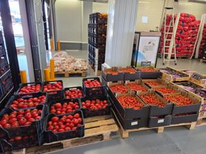 Tomaten in großen Mengen auf Mercatenerife Frische Tomaten auf Paletten
