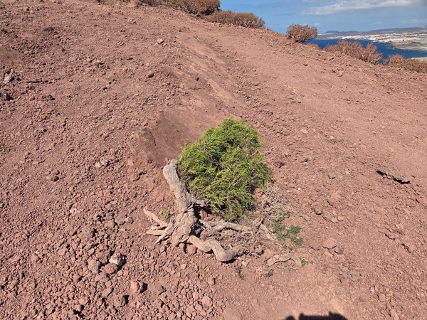 Wettergebeugter Strauch mit freiliegenden Wurzeln, der im Vulkansand der Montaña Roja überlebt.