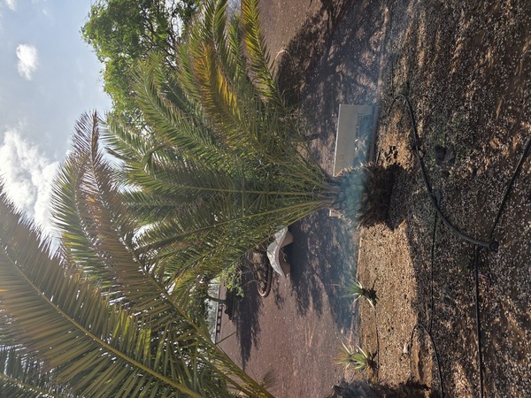 Kanarische Dattelpalme – Junges Exemplar (Phoenix canariensis)