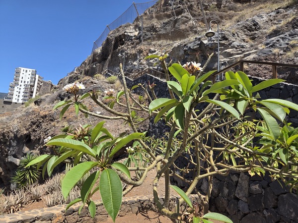 Frangipani – Tempelbaum (Plumeria spp.)