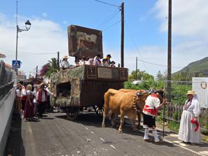 Traditioneller Wagen mit Kühen in Tegueste