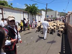 Schafherde bei der Romería